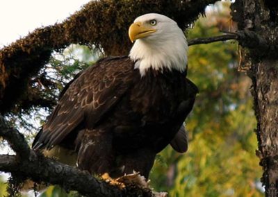 Alaska Sightseeing in Thorne Bay Alaska. Bald eagle