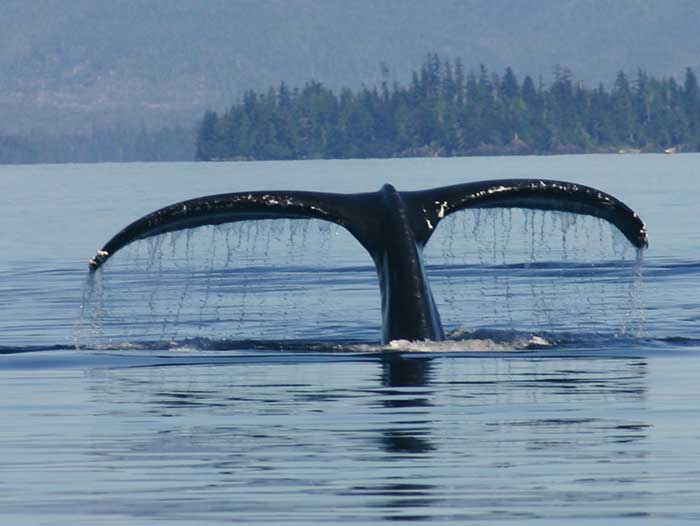 Sightseeing on Prince of Wales Island Alaska, humpback whale diving. Adventure Alaska Southeast wildlife viewing trips, fishing trips