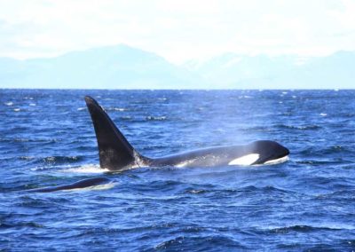 Sightseeing on Prince of Wales Island Alaska, migrating orca