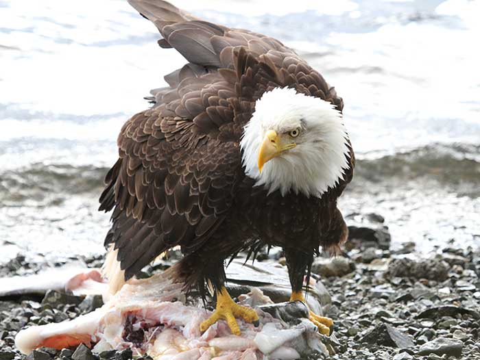 Adventure Alaska fishing lodge on Prince of Wales Island in Thorne Bay Alaska. Bald eagle with its catch.