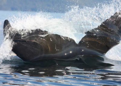 Sightseeing on Prince of Wales Island Alaska, humpback tail