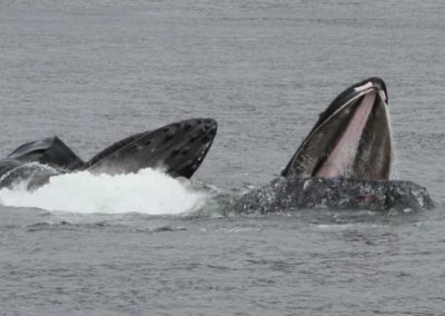Sightseeing on Prince of Wales Island Alaska, humpbacks feeding