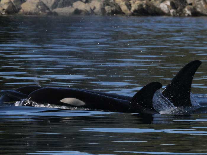 Sightseeing on Prince of Wales Island Alaska, orcas traveling