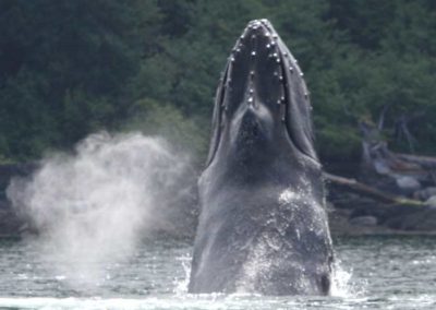 Sightseeing on Prince of Wales Island Alaska, humpback breaching