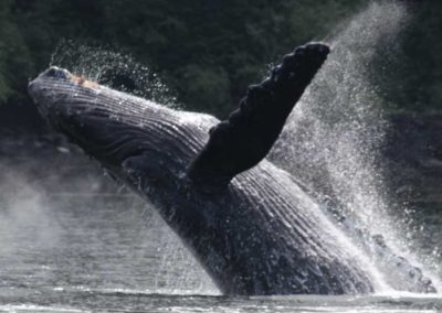 Whale watching in Thorne Bay Alaska. Whale breaching. Adventure Alaska Southeast offers wildlife viewing packages.