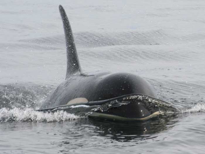 Sightseeing on Prince of Wales Island Alaska, Orca whale in migration