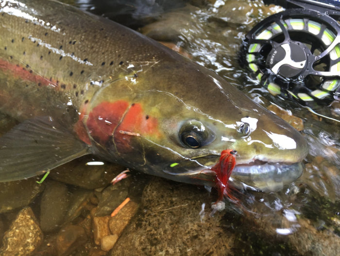 Steelhead Fishing