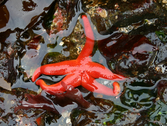 Alaska Starfish
